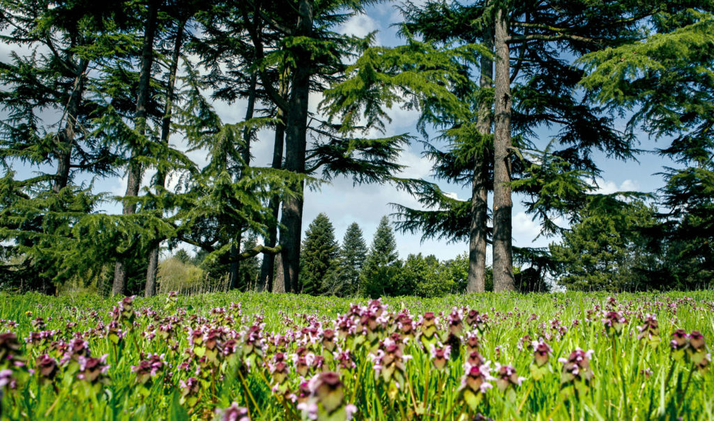 Arboretum de Versailles-Chèvreloup
